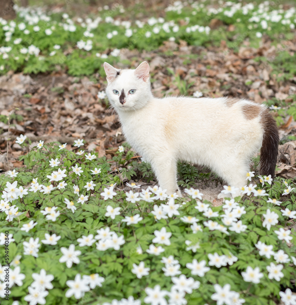 white cat in the spring forest