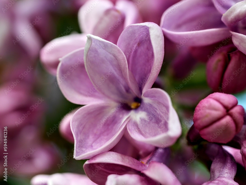 Fotografie fleur de lilas mauve macro