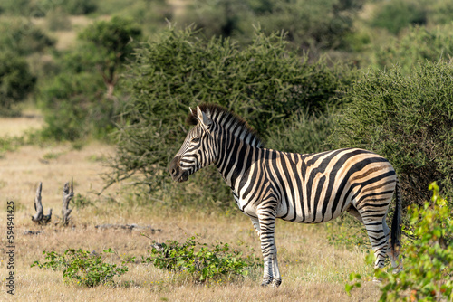 Zebra. Plains zebra (Equus quagga, formerly Equus burchellii), also known as the common zebra walking around in Mashatu Game Reserve in the Tuli Block in Botswana