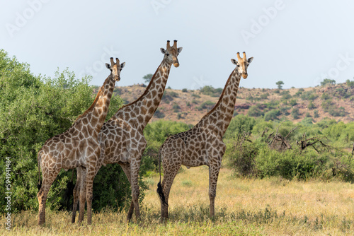 Giraffe . South African giraffe or Cape giraffe  Giraffa giraffa or camelopardalis giraffa  hanging around in Mashatu Game Reserve in the Tuli Block in Botswana