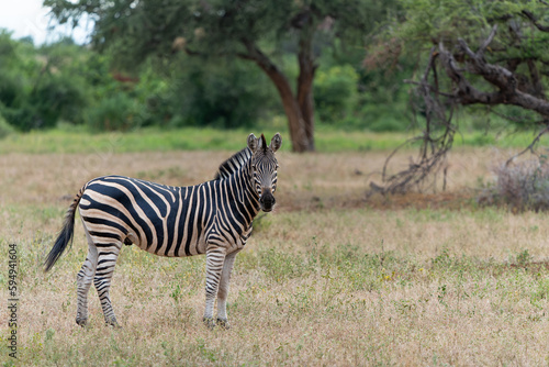 Zebra.  Plains zebra (Equus quagga, formerly Equus burchellii), also known as the common zebra walking around in Mashatu Game Reserve in the Tuli Block in Botswana © henk bogaard