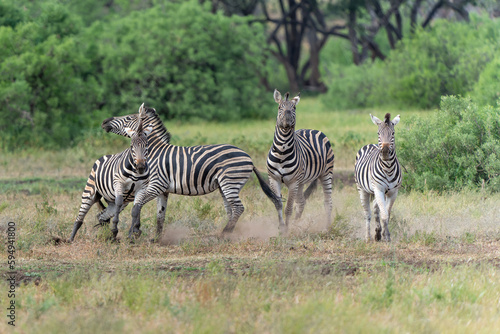 Zebra.  Plains zebra  Equus quagga  formerly Equus burchellii   also known as the common zebra walking around in Mashatu Game Reserve in the Tuli Block in Botswana