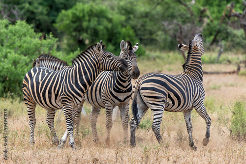 Zebra.  Plains zebra  Equus quagga  formerly Equus burchellii   also known as the common zebra walking around in Mashatu Game Reserve in the Tuli Block in Botswana