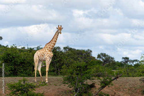 Giraffe . South African giraffe or Cape giraffe  Giraffa giraffa or camelopardalis giraffa  hanging around in Mashatu Game Reserve in the Tuli Block in Botswana