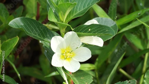 Water primrose (Malcha, Malsi, Panidoga, Diohenchi, Keshordam, Creeping, Ludwigia adscendens) flower on the tree. Uses in traditional medicine as antiseptic and used as a poultice in ulcers photo