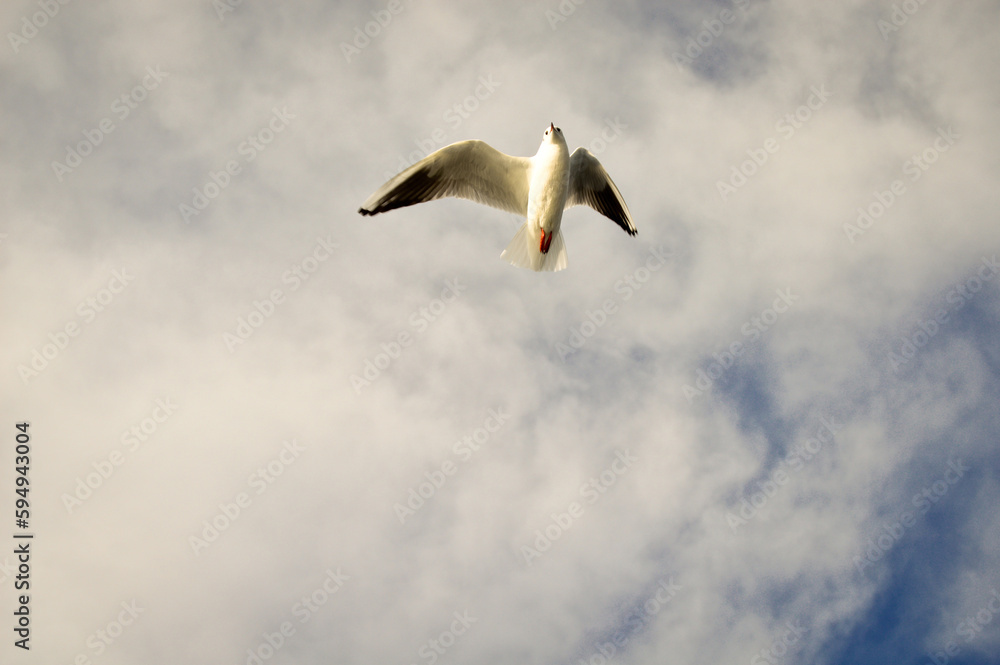 Fototapeta premium White seagulls flying freely in their habitat and blue sky