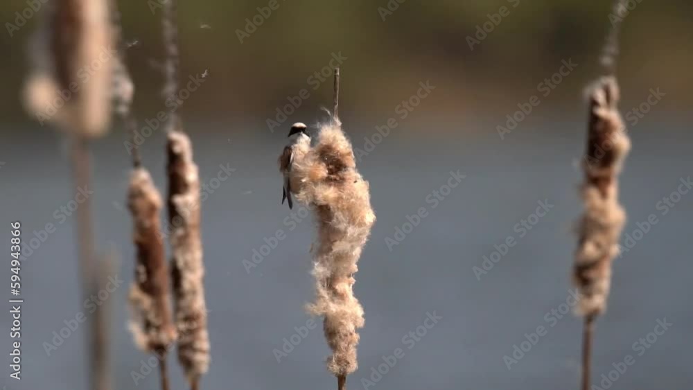 An Eurasian penduline on the reeds is looking for food. The fluff flies in the wind. The Eurasian penduline tit (Remiz pendulinus) is a passerine bird of the genus Remiz. Slow Motion (120 fps). An Eurasian penduline on the reeds is looking for food. The fluff flies in the wind. The Eurasian penduline tit (Remiz pendulinus) is a passerine bird of the genus Remiz. Slow Motion (120 fps).