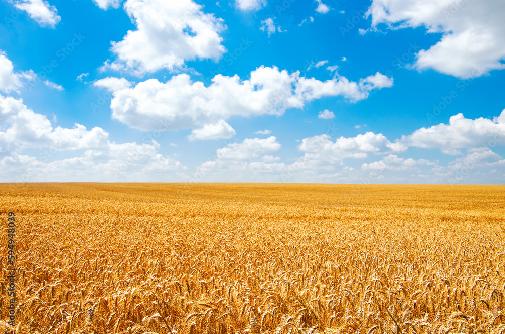 Naklejka premium Wheat field and blue sky with clouds
