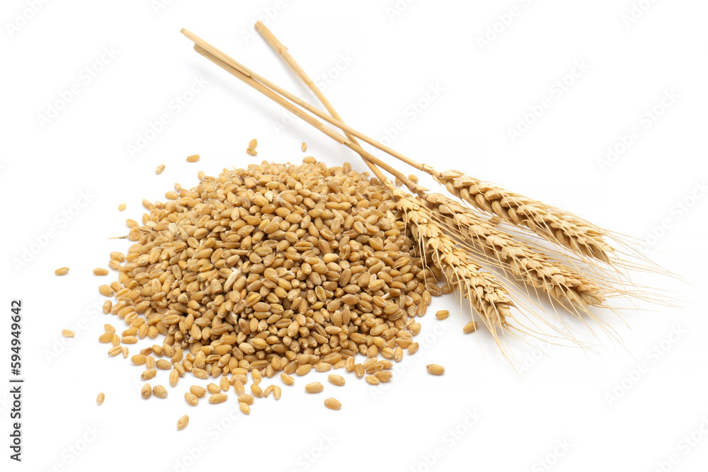 wheat grain and wheat - obrazy, fototapety, plakaty 