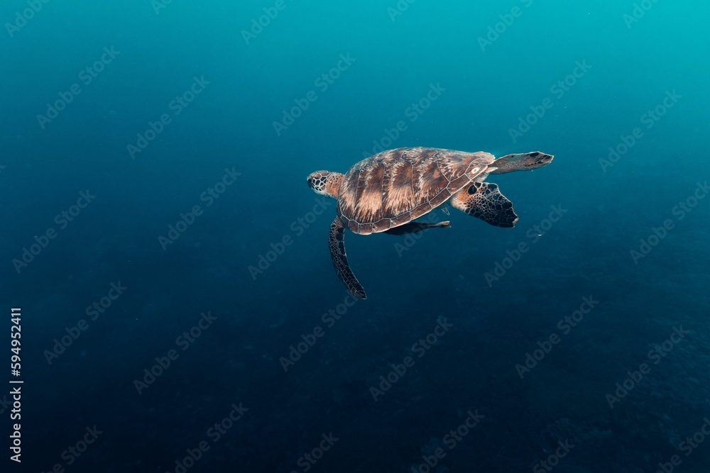 Obraz premium Beautiful sea turtle glides through a tranquil, blue ocean