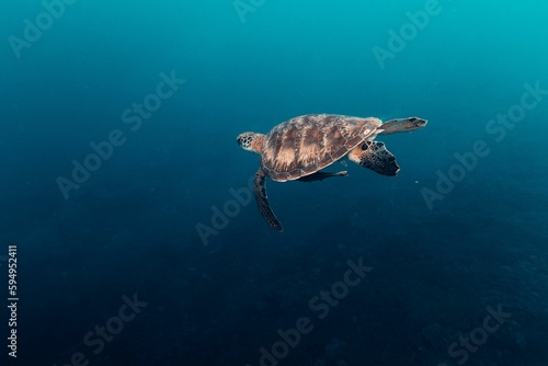Beautiful sea turtle glides through a tranquil, blue ocean
