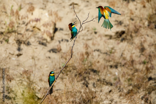 Colorful Bee Eater in the Danube Delta	
 photo