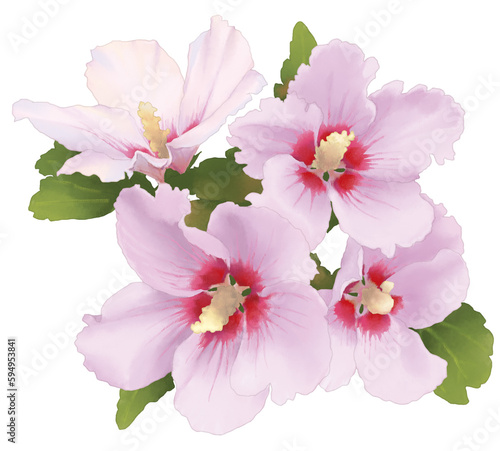 무궁화, 한국의 국화