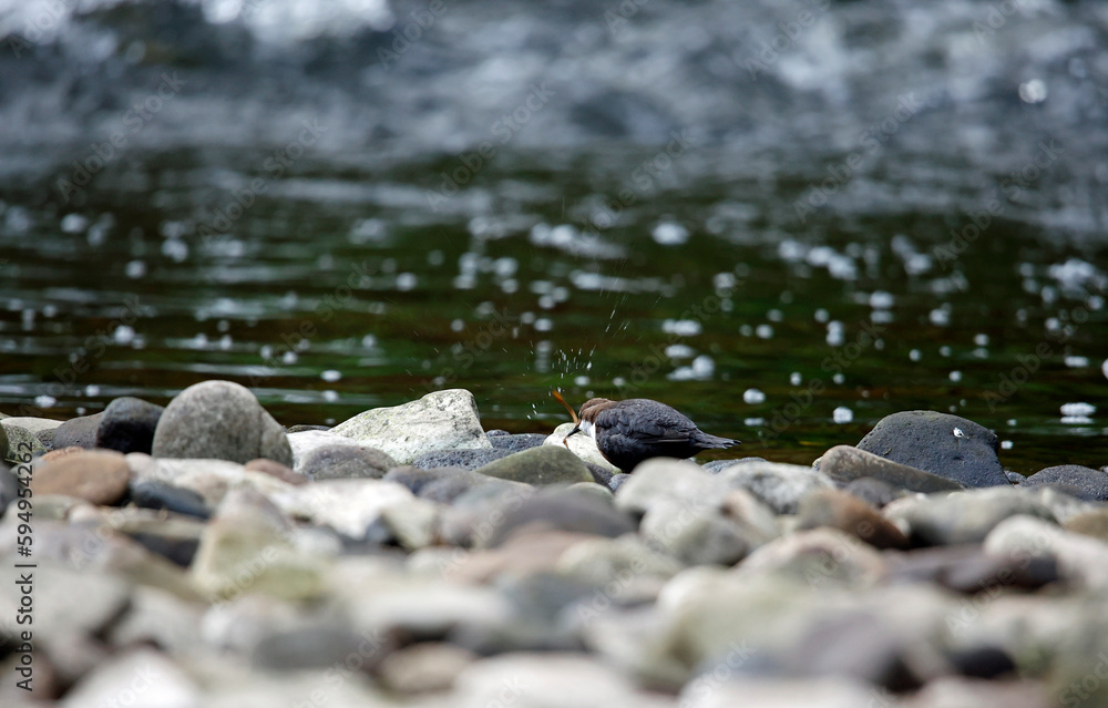 Obraz premium Eurasian dippers on the river