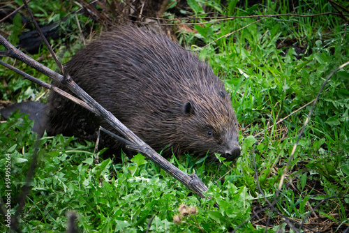 A beaver wants to visit