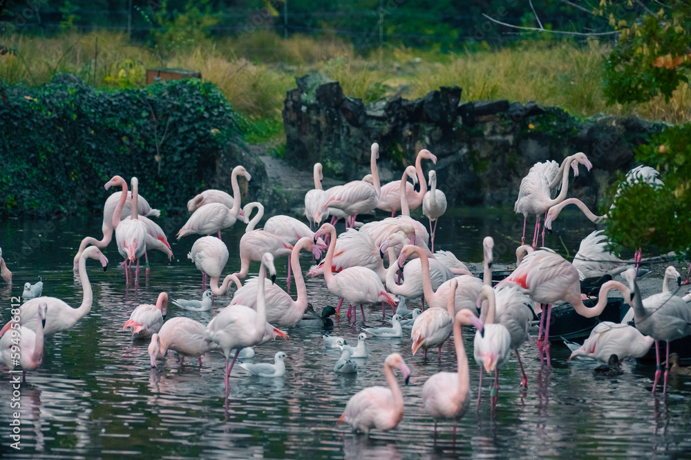 Naklejka premium Pink flamingos at Tête d'Or Park in Lyon, France, standing by the pond during a beautiful autumn afternoon.