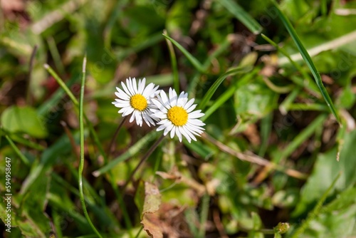Closeup of a small white daisy flower growing among lush green grass blades on a thin stem