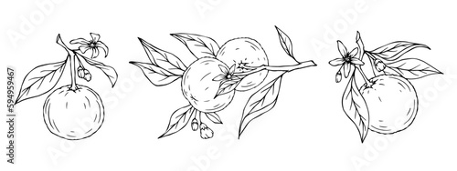 Set of line sketches of blossoming orange branches. Vector graphics.