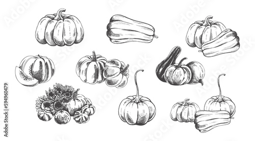 Vector hand drawn vegetable Illustration. Detailed retro style hand-drawn pumpkins sketch set  isolated on white background. Vintage sketch element for labels, packaging and cards design.