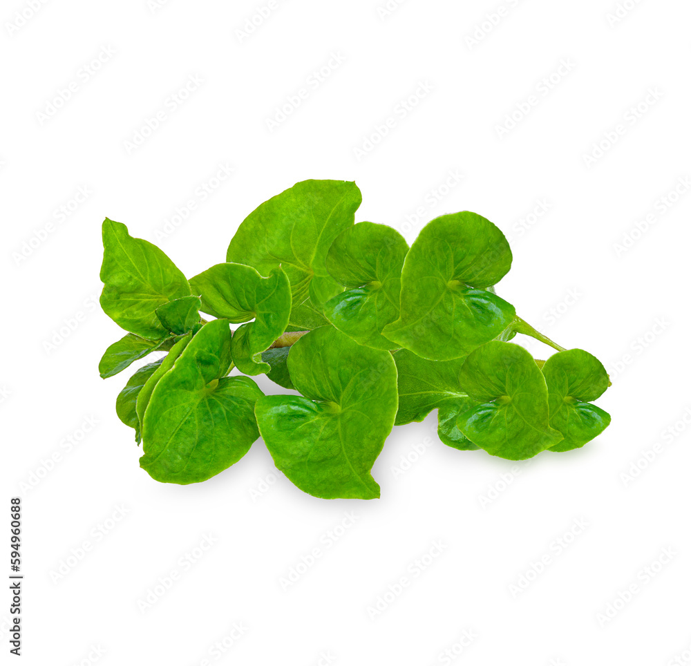 Fototapeta premium Fresh watercress isolated on white background