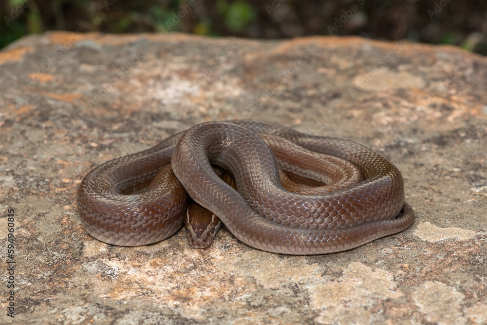 Brown house snake (Boaedon capensis) Brown house snake (Boaedon capensis)