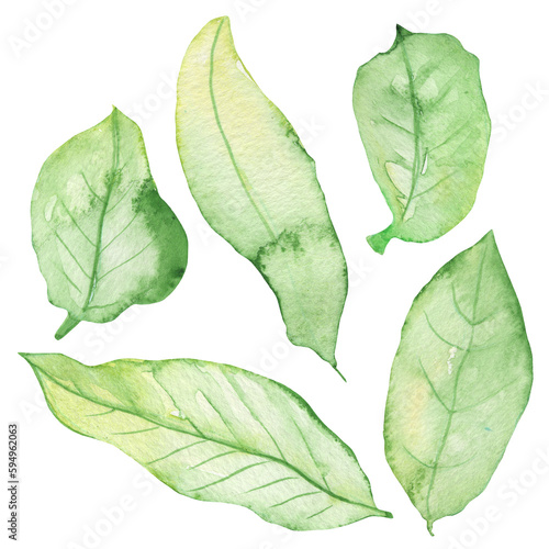 Green leaf set. Watercolor hand-drawn painting illustration isolated on white background.