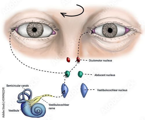 the circuit of vestibular controlling eye movement.