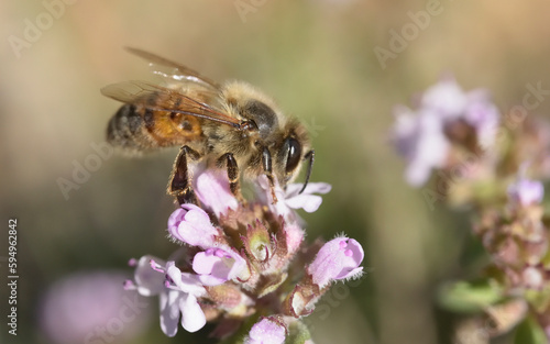 Bee on thyme flower in spring close-up © GTood Photo