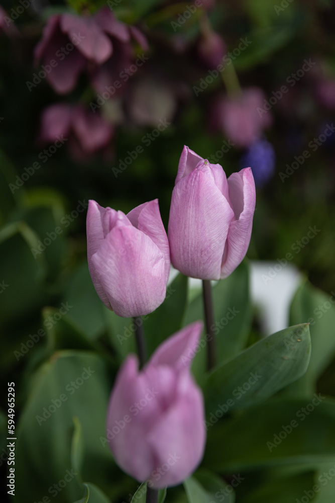 Fototapeta premium Three Tulips Growing in a Flowerbed
