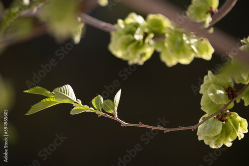 tree branch in spring with green bloom