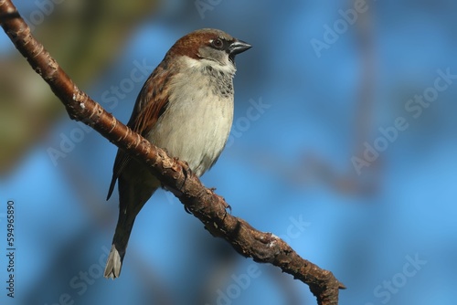 Closeup shot of a sparrow perched atop a branch of a tall tree. © Murray Wilson/Wirestock Creators