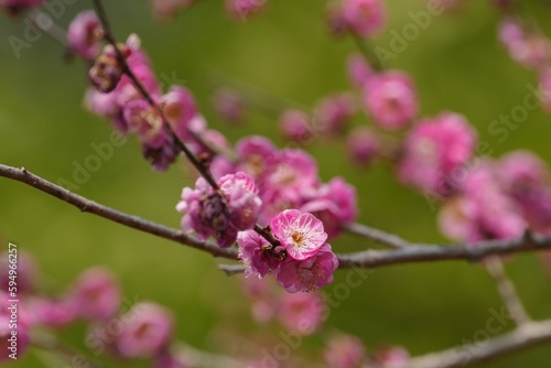 Closeup of vivid pink plum blossoms on a branch of a tree in a stunning display of pink blossoms © Estela77/Wirestock Creators