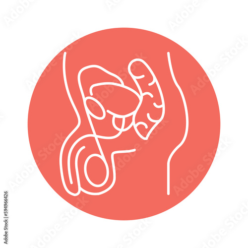 Male genitourinary system color line icon. Pictogram for web page
