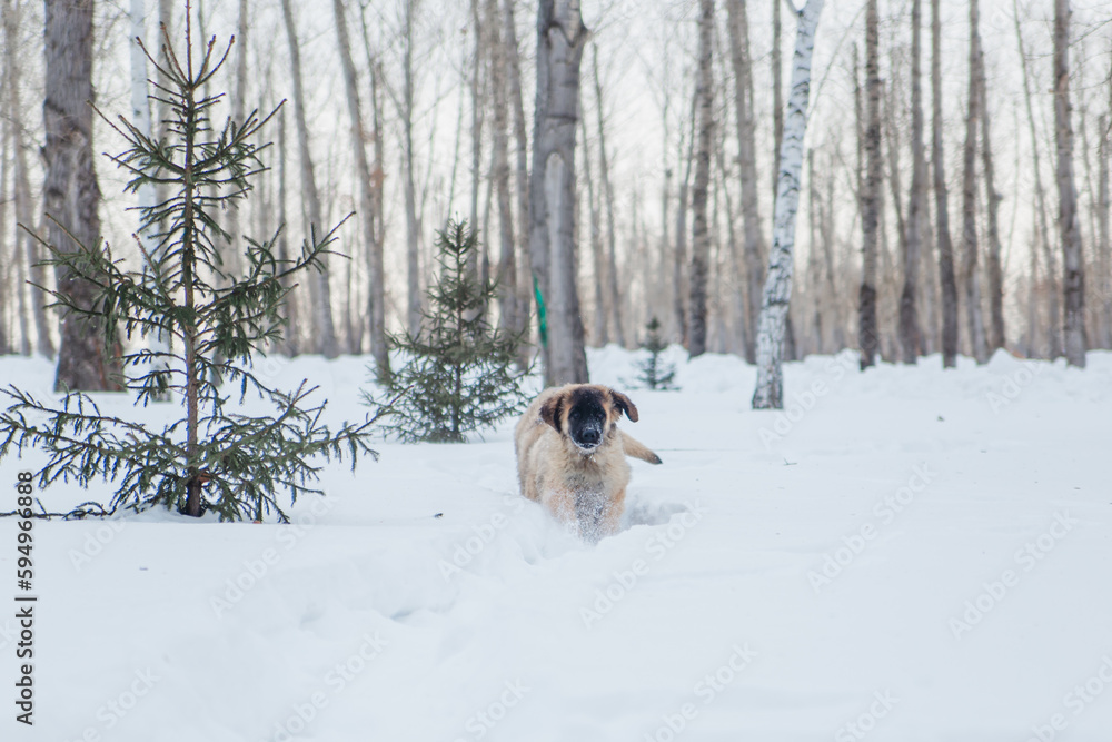 a puppy of the Leonberger breed walks in the winter in the snow in the forest. a puppy of the Leonberger breed walks in the winter in the snow in the forest.
