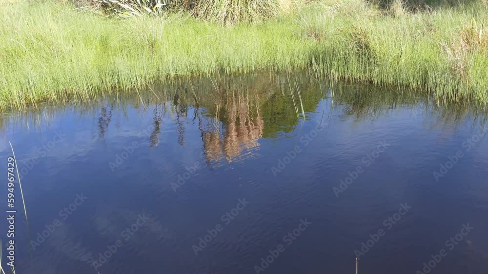 Heads of flax bushes create a shimmering reflection in pond - Spencer Park Wetland Walk (New Zealand) Heads of flax bushes create a shimmering reflection in pond - Spencer Park Wetland Walk (New Zealand)