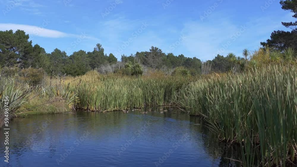 Ducks gather on a wetland pond boarded by gently swaying reeds in early Autumn - Spencer Park Wetland Walk (New Zealand) Ducks gather on a wetland pond boarded by gently swaying reeds in early Autumn - Spencer Park Wetland Walk (New Zealand)