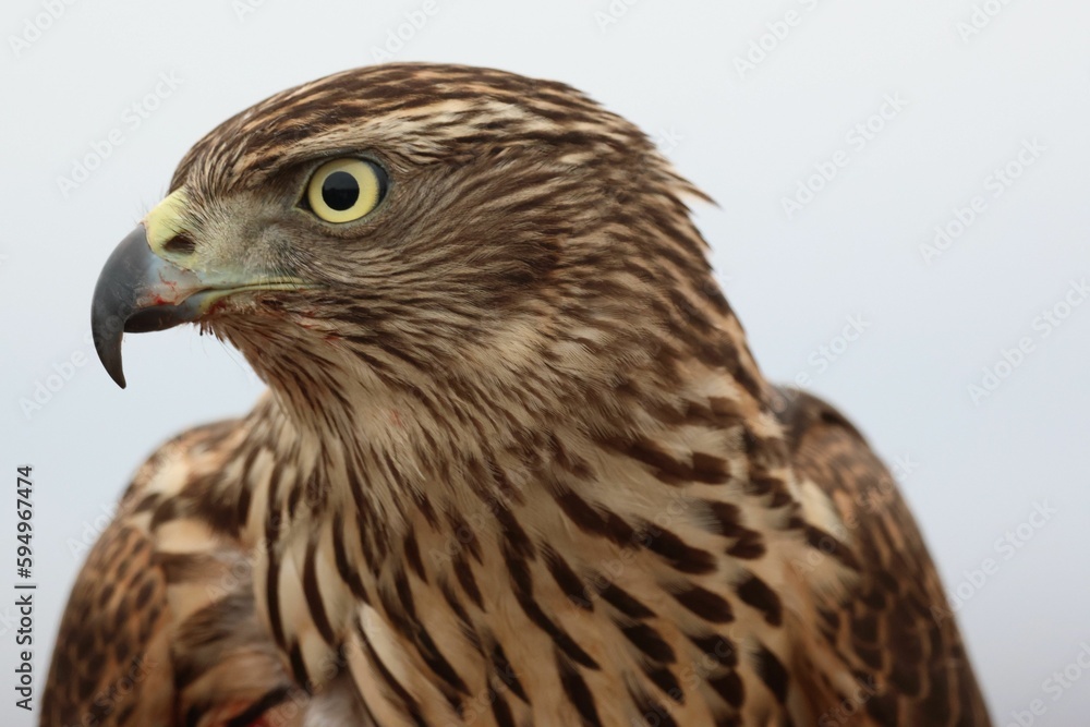 Closeup of a Northern goshawk on a blurred background Closeup of a Northern goshawk on a blurred background