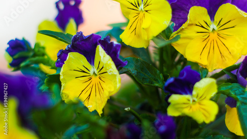 Macro de p  tales de fleurs  ornant un petit village