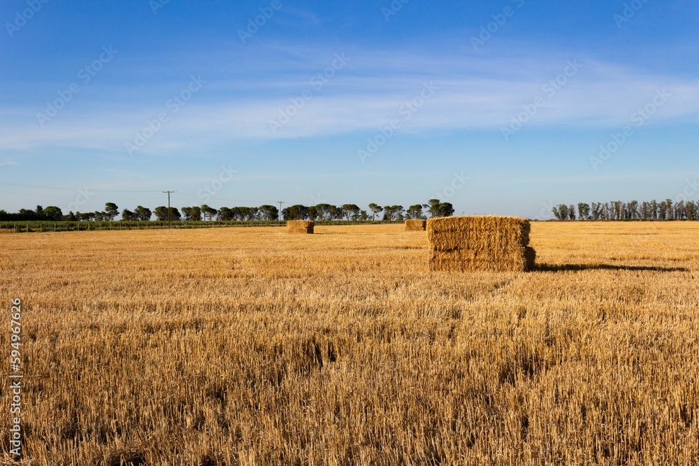 Fototapeta premium landscape of the argentinian countryside with bales of wheat