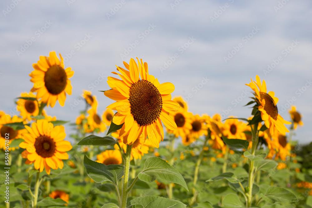 Fototapeta premium Sunflower field, Beautiful summer landscape.