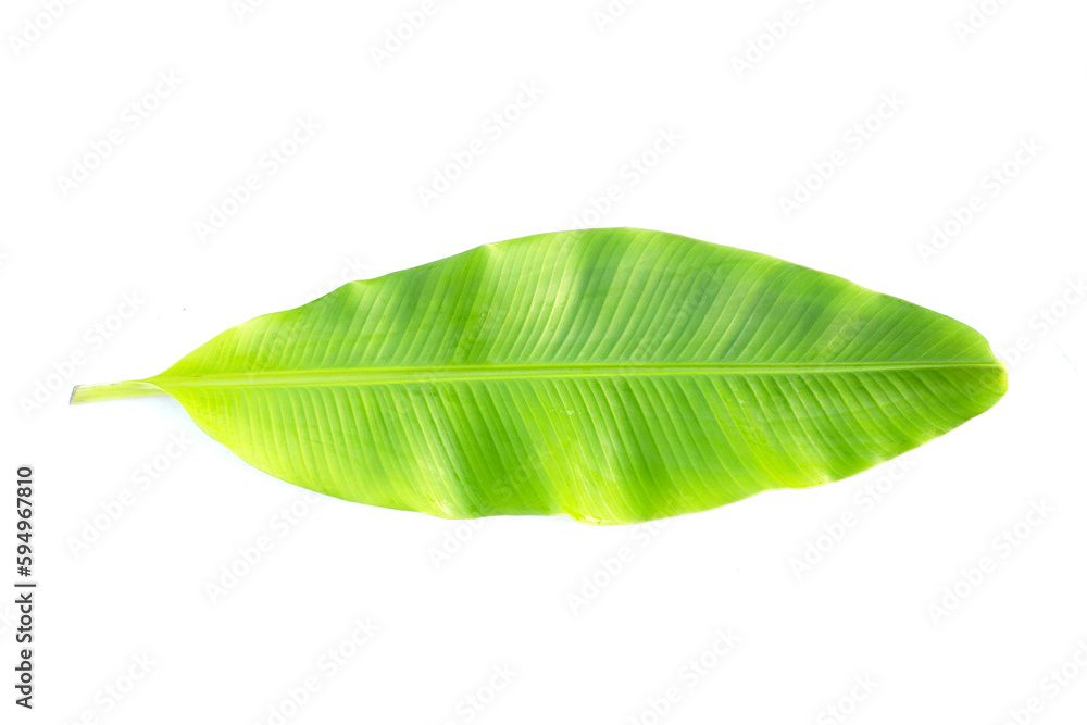 Fototapeta premium Fresh banana leaf on white background.