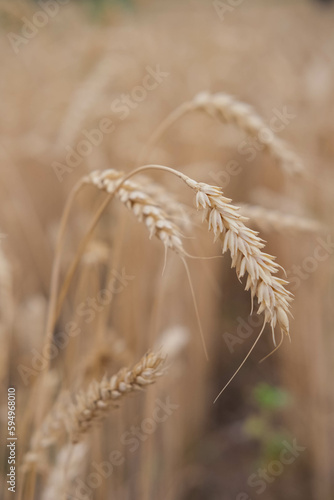 Ears of golden wheat in the field.Beautiful ears of wheat on the field