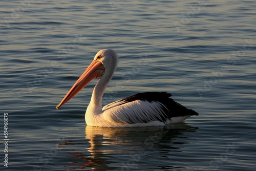 Australian pelican swimming in an ocean at dusk.