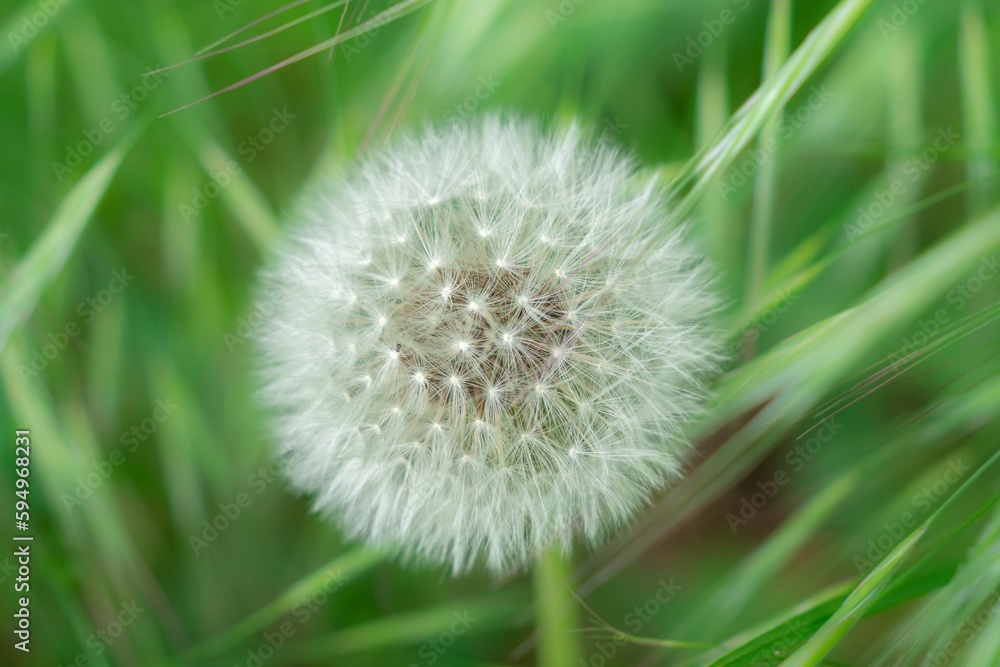 Fototapeta premium Close up of a dandelion(Taraxacum erythrospermum) flower with a blurred background