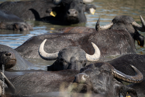 Herd of Water buffaloes  Bubalus bubalis  cool off in the water on a hot summer day in a Hungarian reserve.