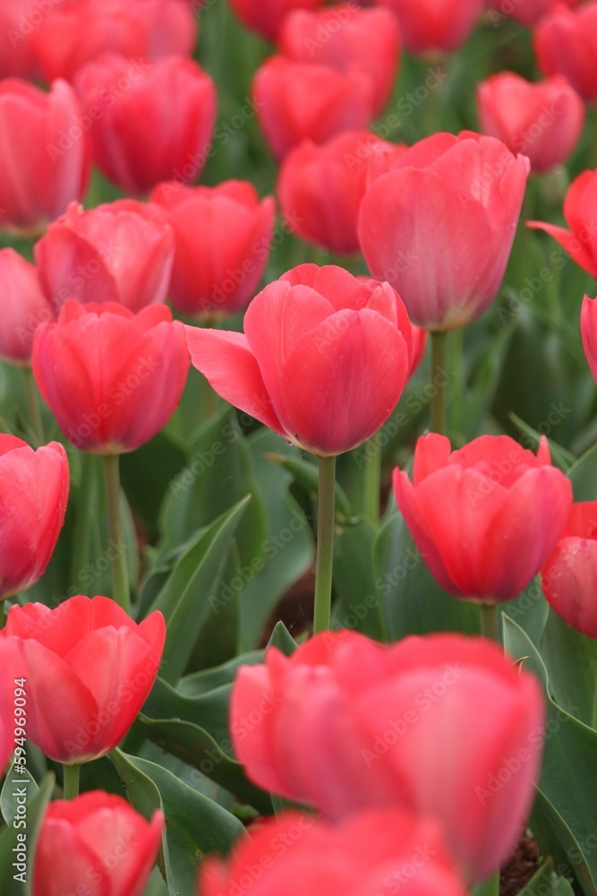 Vertical shot of red tulips blooming in a lush field of tulips