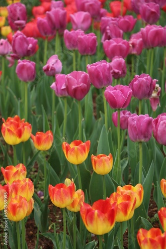 Closeup shot of a bright, colorful field of suncatcher tulips and purple tulips #594969095