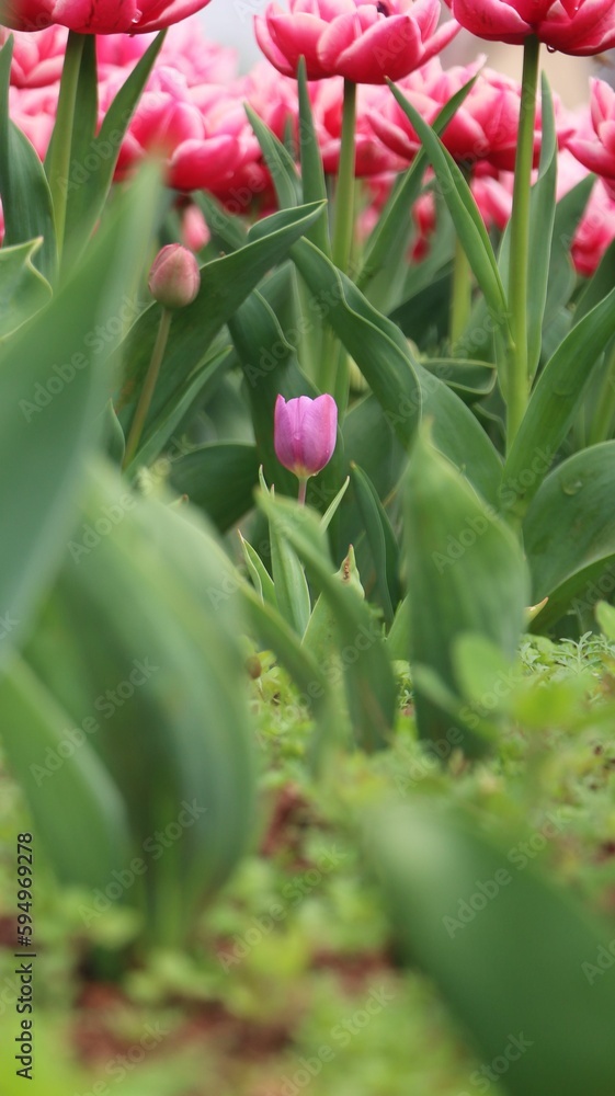 Fototapeta premium Vertical shot a short purple tulip in a blooming lush field of tall pink tulips terry