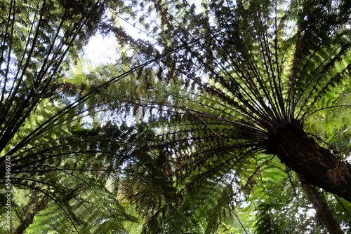 Dandenong Ranges National Park with awesome green fern trees in Melbourne  Victoria  Australia. Photographed upwards