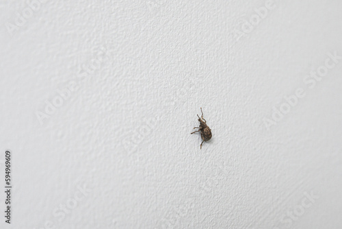 Weevil, family Curculionidae, or rove beetle. Inside the house crawls on the wall